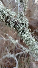 Ramalina canariensis