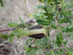 Urophora cardui