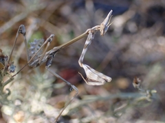 Empusa fasciata