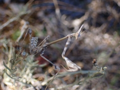 Empusa fasciata