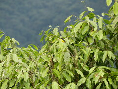 Euphonia xanthogaster