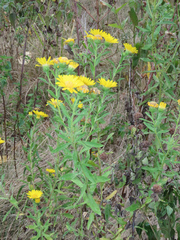 Heterotheca camporum