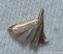 Raphiptera argillaceellus