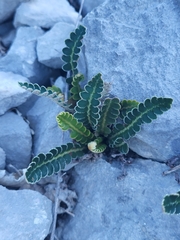 Asplenium ceterach