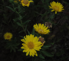 Heterotheca camporum