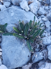 Asplenium ceterach