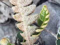 Asplenium ceterach