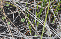 Pterostylis puberula