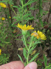 Heterotheca camporum