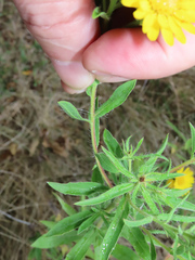 Heterotheca camporum