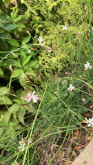 Oenothera lindheimeri