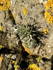 Ramalina siliquosa