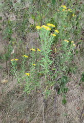 Heterotheca camporum