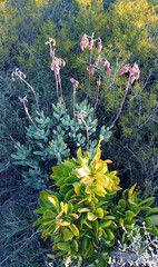 Cotyledon orbiculata orbiculata