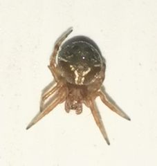 Araneus sturmi
