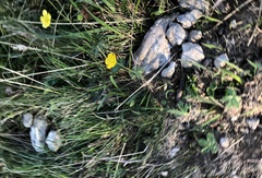 Ranunculus montanus