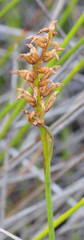Genoplesium pumilum