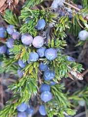 Juniperus communis saxatilis