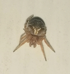 Araneus sturmi