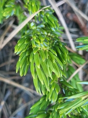 Juniperus communis saxatilis