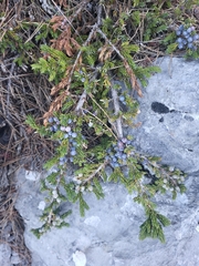 Juniperus communis saxatilis