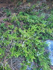 Juniperus communis saxatilis