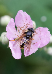 Sericomyia chalcopyga