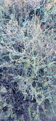 Pentzia incana
