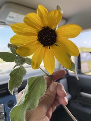 Helianthus argophyllus