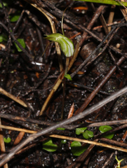 Pterostylis trullifolia