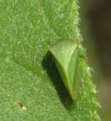 Spissistilus festinus