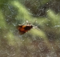 Arocatus melanocephalus