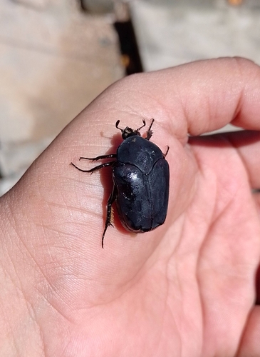 Figeater Beetle (Cotinis mutabilis)