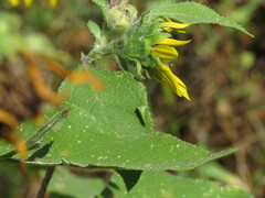 Spissistilus festinus