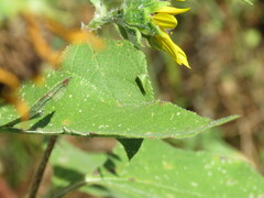 Spissistilus festinus