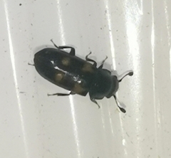 Glischrochilus quadripunctatus