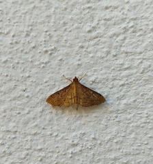 Herpetogramma phaeopteralis