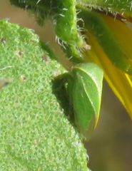 Spissistilus festinus