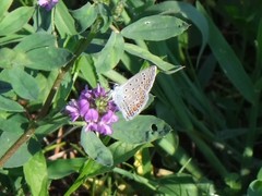 Polyommatus icarus