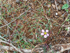 Fagonia cretica