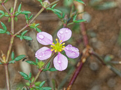 Fagonia cretica