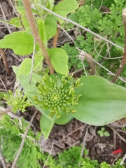 Malaxis rodrigueziana