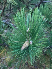 Pinus