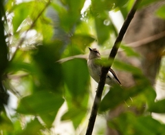 Cnemotriccus fuscatus