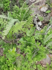 Malaxis rodrigueziana