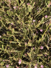 Diastella divaricata divaricata