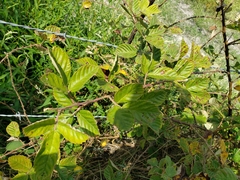 Rubus cuneifolius
