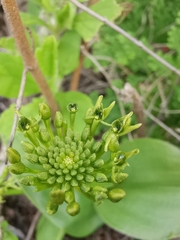Malaxis rodrigueziana
