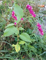 Persicaria orientalis