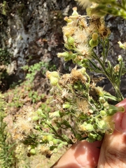 Erigeron bonariensis image